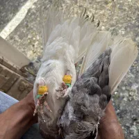 کبوتر
