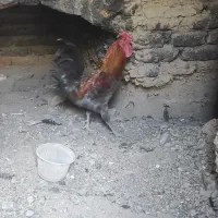 خروس گلین