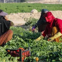نیازمد نیروی کار خانم