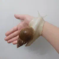 حلزون آلبینو