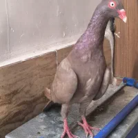هفت‌رنگ هومر کله اسبی دنش
