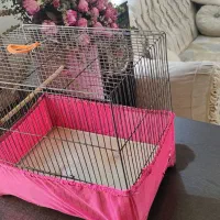 قفس قناری مرغ عشق