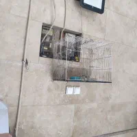 قفس سایز 52