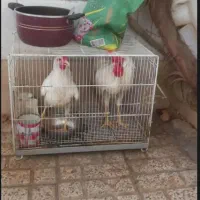 خروس و مرغ