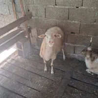 گوسفند ماده چاق وچله