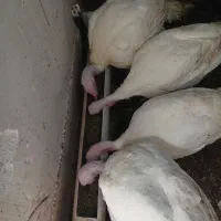 بوقلمون 5ماهه کاملا ارگانیک