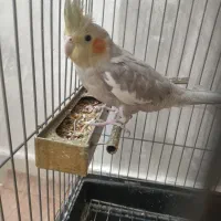 دو عدد عروس هلندی نر و ماده