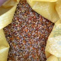 گرده گل زنبور