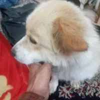 سگ پامراشمیکس