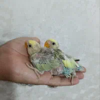 طوطی برزیلی