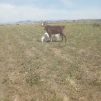 بز جملی درشت