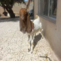 بز گلابی نر