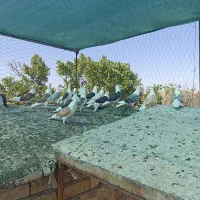 کویتی کاکلی