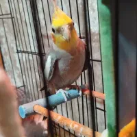 عروس هلندی سخنگو