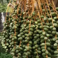 فروش باغ خرما