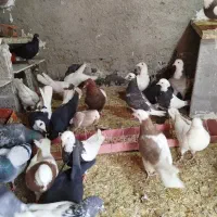 کفتر پرشی عالی به شرط