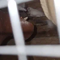مرغ عشق کاکلی و رنگین کمانی و فنچ