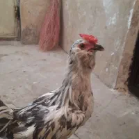 خروس گلین طوسی فقط معامله با دوتک
