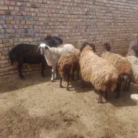 میش چاق برای  کشتن وبره نر