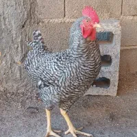 خروس امروک