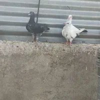 جوجه پلاکی
