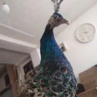 طاووس مجسمه
