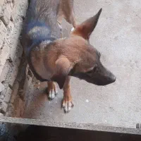 سگ نر