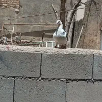 شازده مست