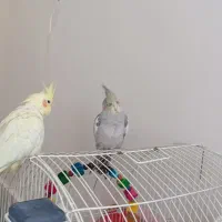 عروس هلندی نر و ماده