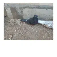 دوعدد کفتر