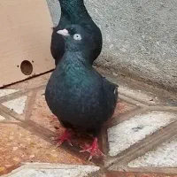 پرنده|پرنده|ایلام, |دیوار