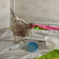 مرغ|حیوانات مزرعه|رباطکریم, الارد|دیوار