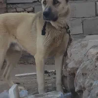 سگ سرابی|سگ|خواجه, |دیوار