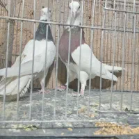 سینه ای|پرنده|نجفآباد, امیرآباد|دیوار