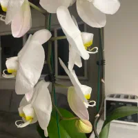 گل ارکیده طبیعی