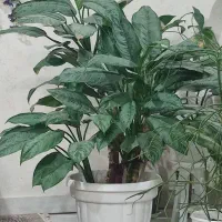 گل فروشی آگلونما سبز رنگ