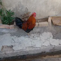 کلشیر جوان مال امسال
