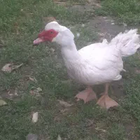 ..اردک اسرائیلی نر..