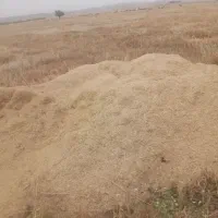 کاه گندم
