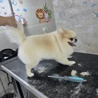 اصلاح و خدمات حیوانات خانگی