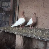 یک جفت سینه زرد