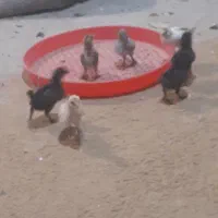 مرغ وخروس محلی اصل