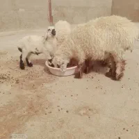 گوسفند با بره نر