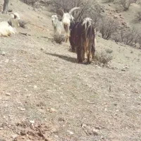دوبر گلداری فروشی