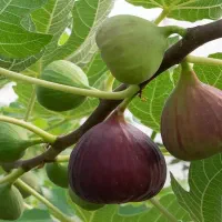 عرضه ارقام نهال کیسه پرس