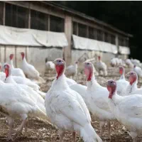 فروش بوقلمون گوشتی