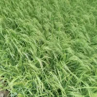 برنج کاشته دورود محل