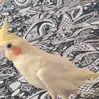 عروس هلندی