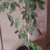 گل و گیاه طبیعی. پیروزی  نبردشمالی