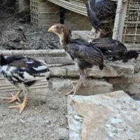 جوجه لاری